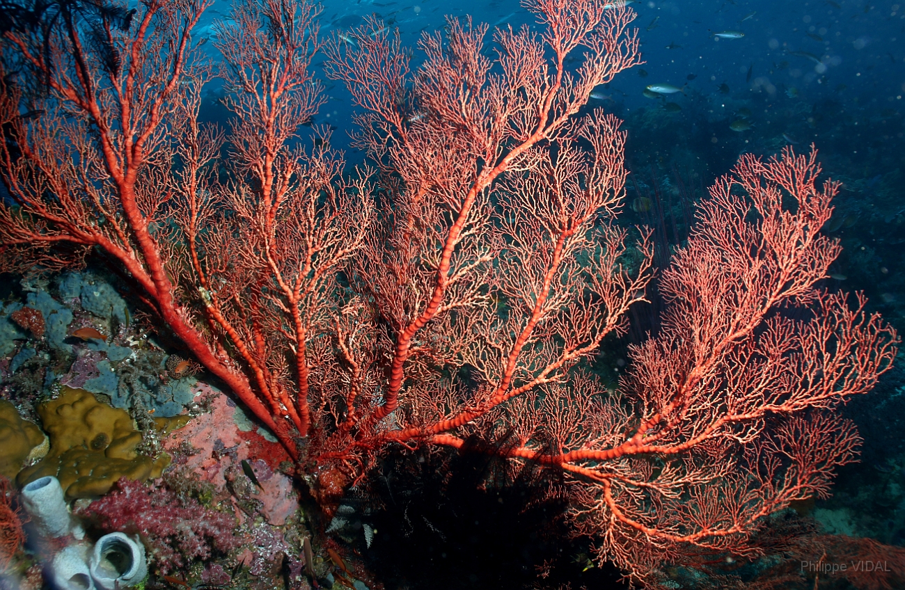 Raja Ampat 2016 - Corail - Gorgone - IMG_4469_rc.jpg